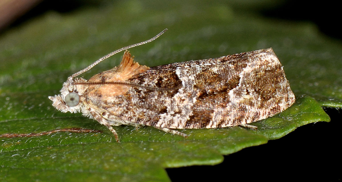 Tortricidae - Apotomis sp? No, Eudemis profundana